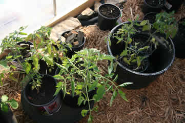 Inside greenhouse II