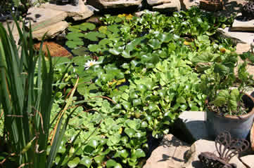 Small pond growth