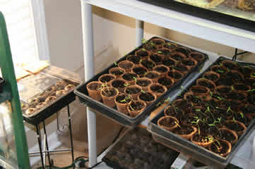 Seedlings2