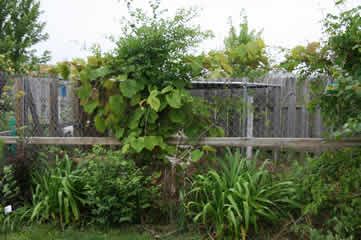 vines on dog fence