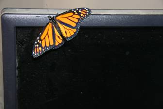 butterfly on monitor