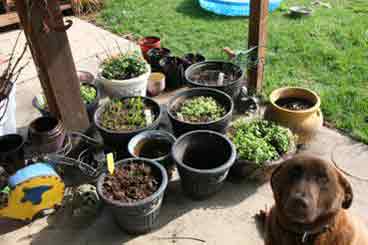 American Indian Health Container Garden porch containers porch containers