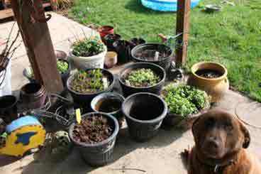 porch containers